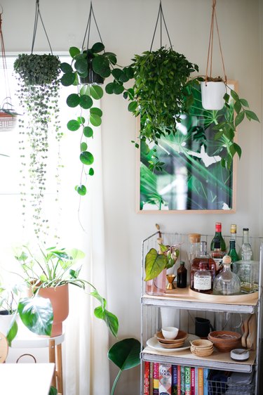 hanging plants near bar cart