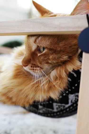 Cat Hammock