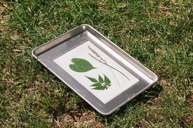 Sun print atop a baking tray set in a sunny spot in the grass