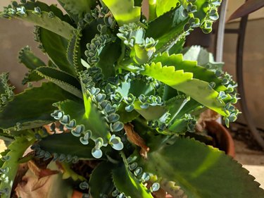 Mother of Thousands, Mexican Hat plant (Kalanchoe pinnata)