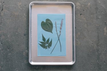 Two leaves and two long flower stems arranged on sun print paper and secured with acrylic sheet atop a baking tray