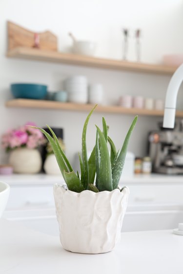 Aloe Vera Plant