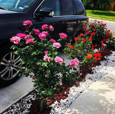 Flowers in driveway