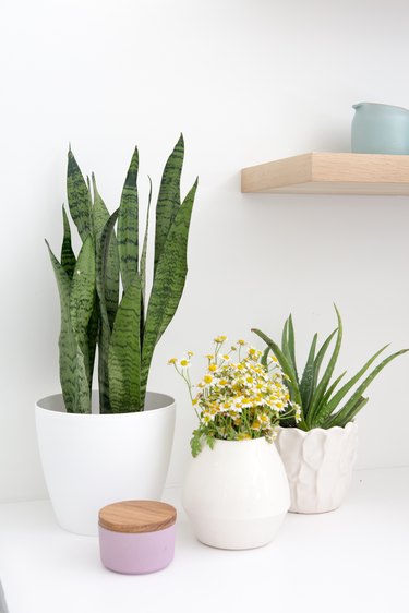 How To Care For A Sansevieria Plant Hunker 