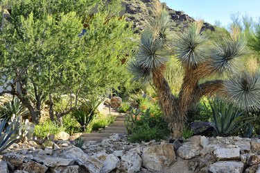 Desert garden entrance.