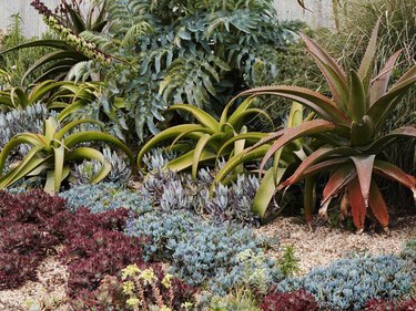 Variety of succulents,