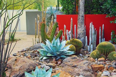 Desert garden detail