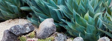 Bed of agave.