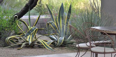 Table and chairs and agaves.