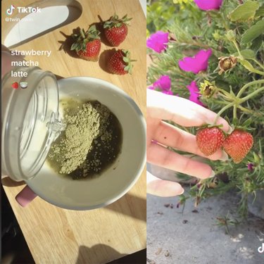 two screenshots of tik tok video showing green tea and a person picking strawberries