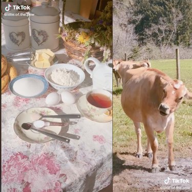two tiktok screenshots, one showing a kitchen spread and another a couple of cows