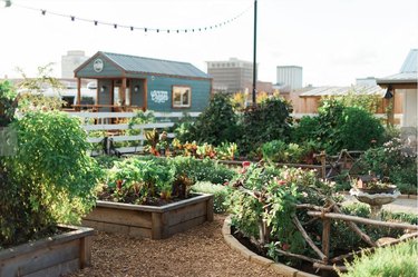 raised vegetable gardens