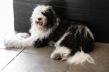 Black and white dog