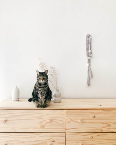 cat on dresser