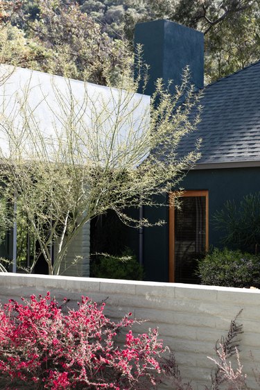 Exterior of a home, white brick wall, shrub with pink flowers, a skinny tree on the opposite side of the brick wall