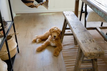 Puppy on wood floor next to wood dining room bench