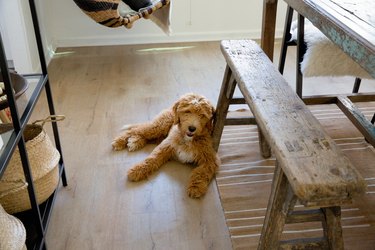 The couple's puppy, Larry David, next to dining bench.