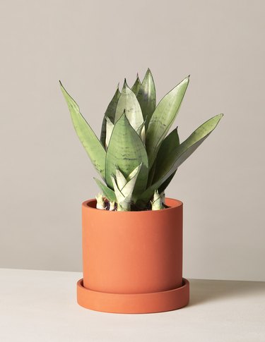 The Sill Sansevieria Moonshine plant