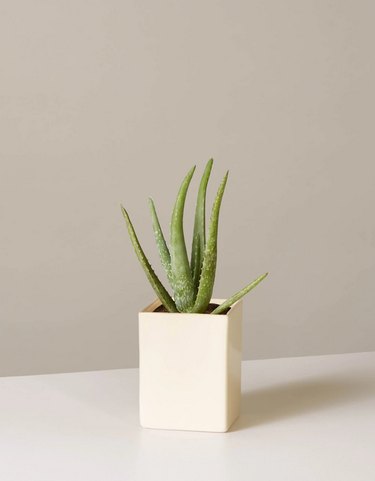 Aloe vera plants from The Sill