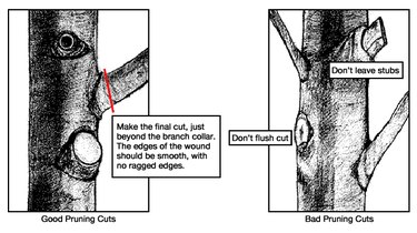 good and bad pruning cuts