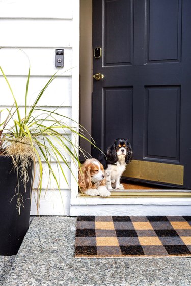 Buffalo check fall doormat with potted plant and dogs
