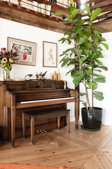 Piano and tall plant