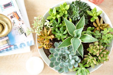 How to plant an indoor Succulent Planter Bowl