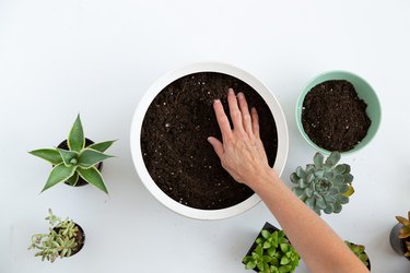 How to make a succulent bowl planter