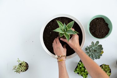 How to build a succulent bowl planter