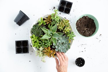 How to plant an indoor Succulent Planter Bowl