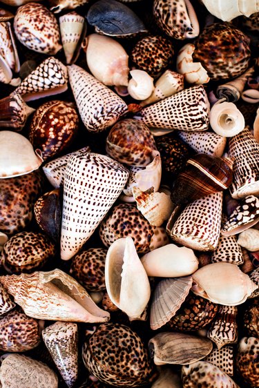 Kara Rosenlund collected seashells detail
