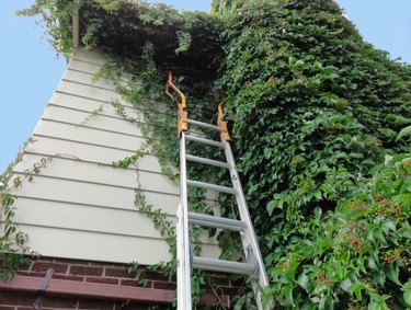 Ladder on ivy-covered wall.