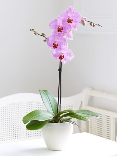 Flowering Houseplants, Shop Online, Delivered To You