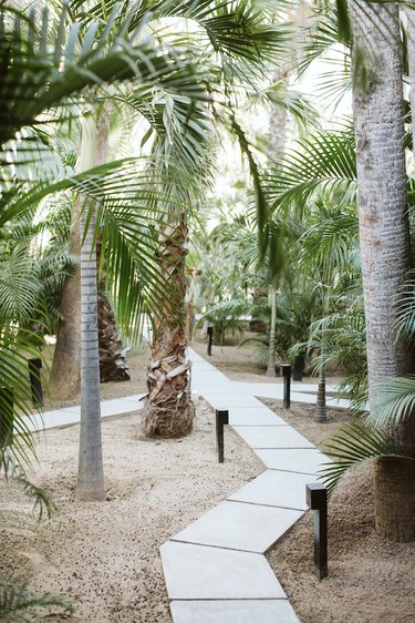 A concrete path way in the midst of several palm trees with landscape lighting along the path