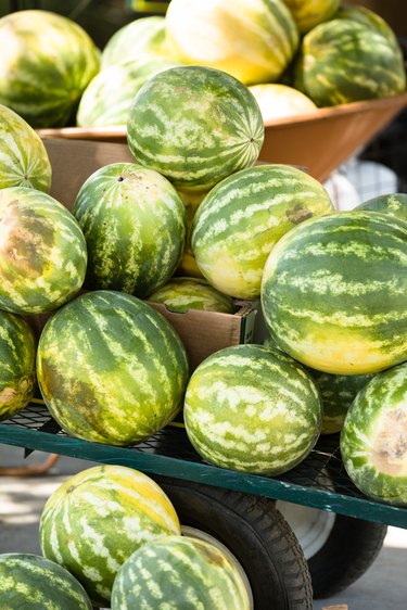 Fresh watermelons from the garden