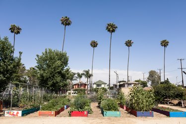 vegetable beds at the Fremont Wellness Center