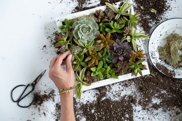 how to make a succulent wall planter