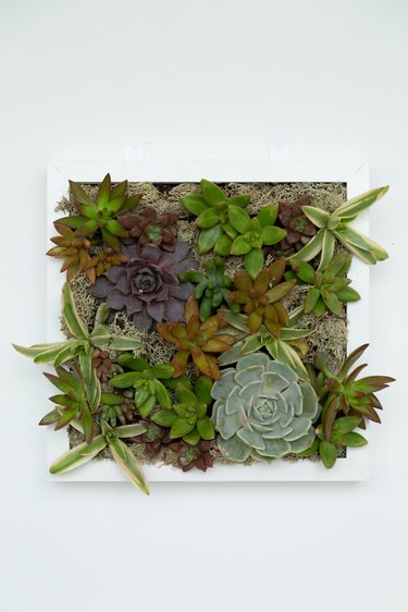 Succulent Wall Planter