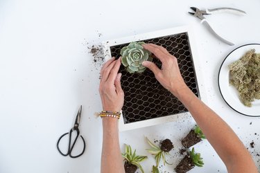 succulent wall hanging