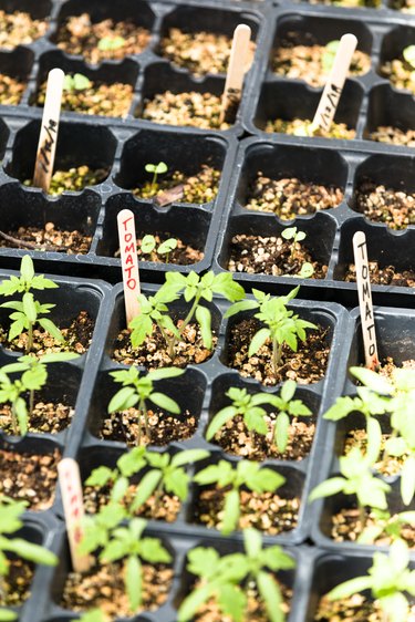 Veggie sprouts at Fremont Wellness Center