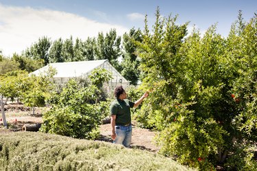 Tamika Butler in the orchard