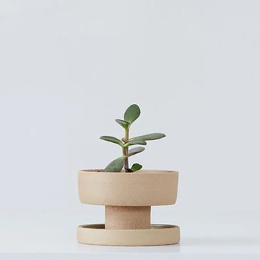 clay planter with small plant