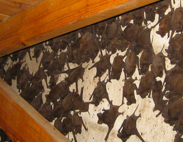 Bats in the attic.