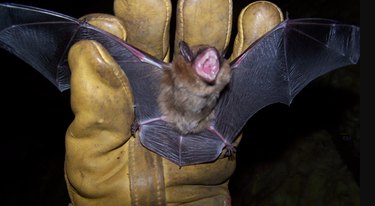 Catching a loose bat.