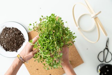 DIY Hanging planter using embroidery hoops