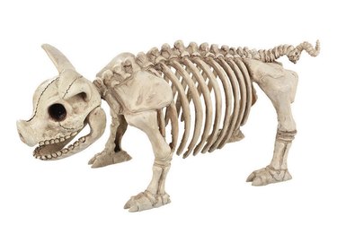 Skeleton pig