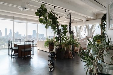 modern loft with floor-to-ceiling windows, concrete floors and greenery