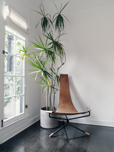 Tall plant in corner next to a leather chair