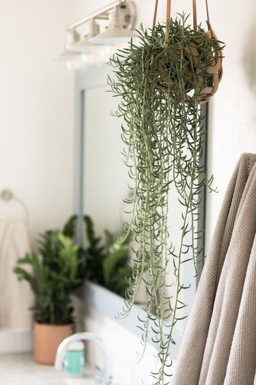 Hanging plant in bathroom