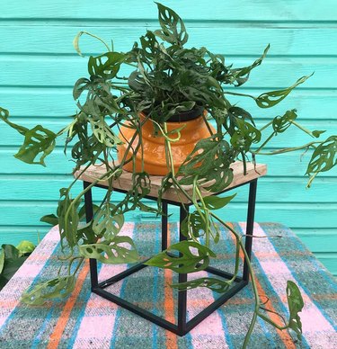 plant on pedestal with blue wall in background